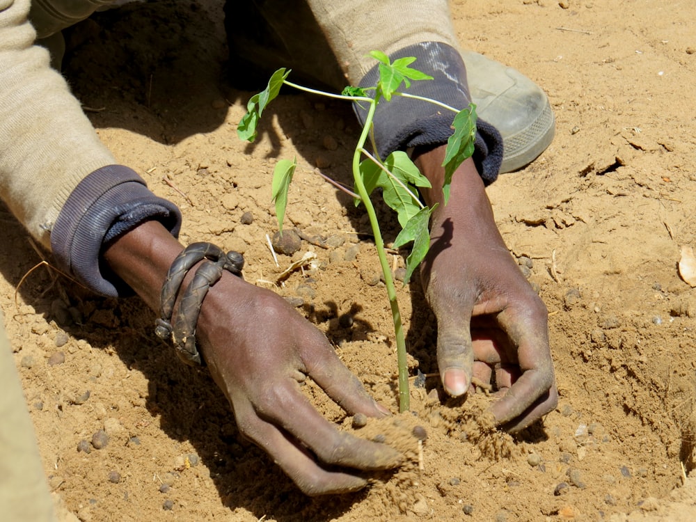 Producteur dans une plantation d'anacardiers au Togo