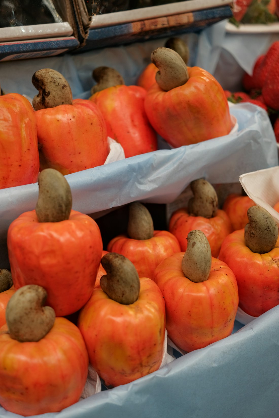 Pommes de cajou orangées avec leurs noix d'anacarde encore attachées, point de départ de la chaîne de valeur