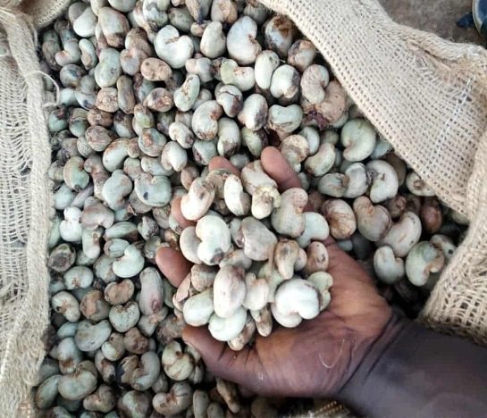 Noix de cajou brutes en coque KOR 48-50 — qualité export