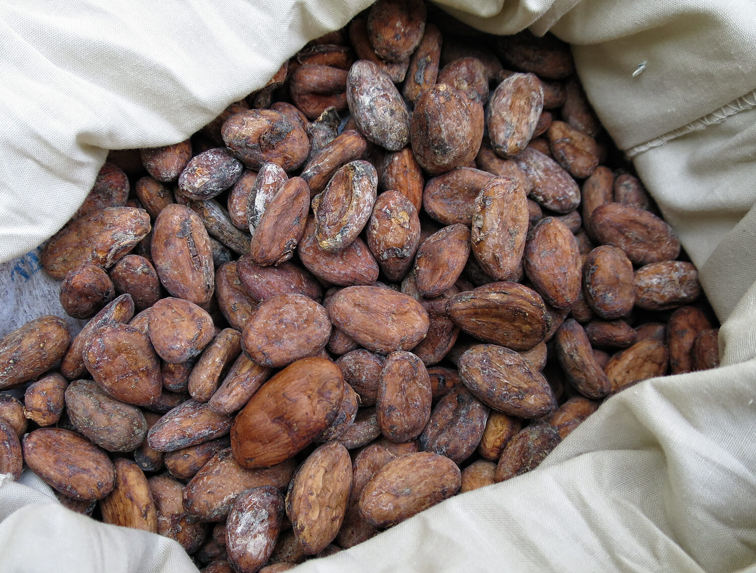 Fèves de cacao — qualité export