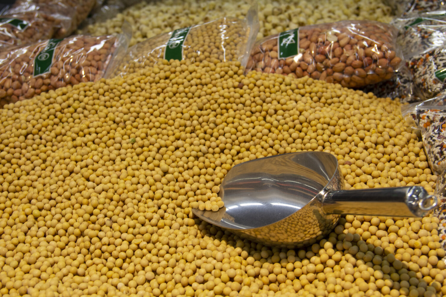 Graines de soja — qualité export