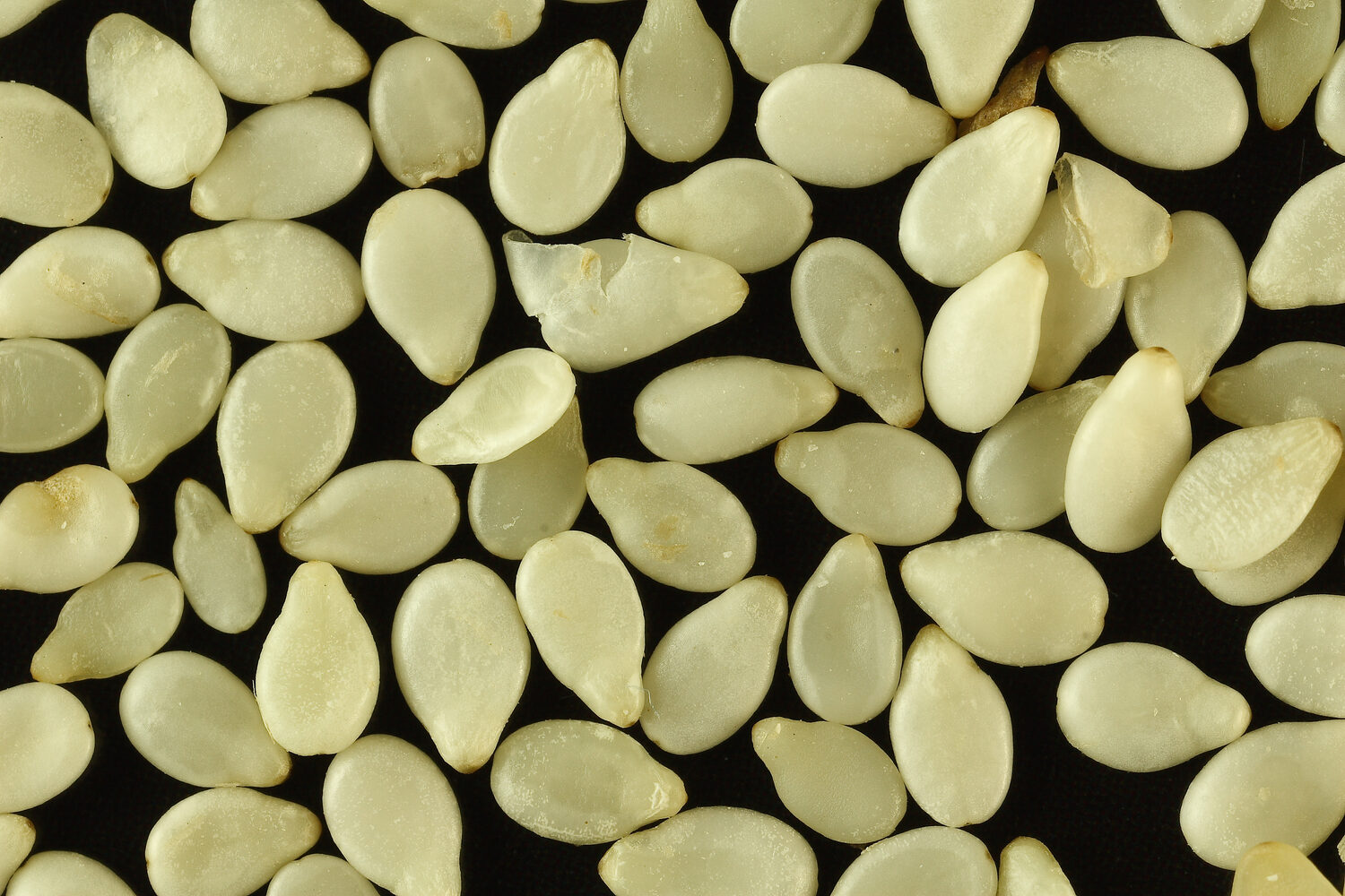 Sésame blanc naturel — qualité export