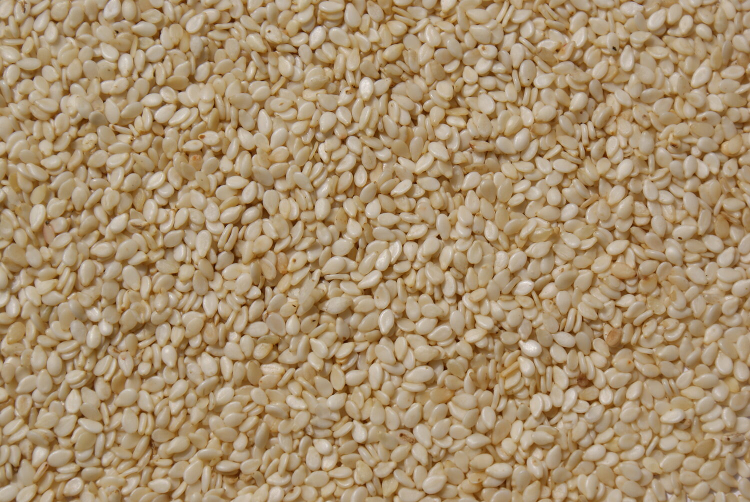 Sésame mixte — qualité export